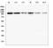 Plasminogen antibody, A00702-1, Boster Biological Technology, Western Blot image 