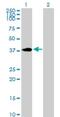 Homeobox C4 antibody, H00003221-D01P, Novus Biologicals, Western Blot image 