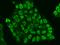 Spalt Like Transcription Factor 4 antibody, 200369-T02, Sino Biological, Immunohistochemistry frozen image 