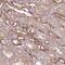 Ferrochelatase, mitochondrial antibody, PA5-61678, Invitrogen Antibodies, Immunohistochemistry frozen image 