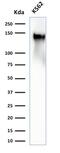 Sialophorin antibody, GTX02714, GeneTex, Western Blot image 