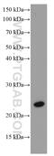 RAB43, Member RAS Oncogene Family antibody, 66654-1-Ig, Proteintech Group, Western Blot image 