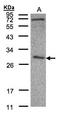 Chloride Intracellular Channel 3 antibody, LS-C185617, Lifespan Biosciences, Western Blot image 