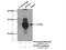 Mitochondrial Translational Initiation Factor 3 antibody, 14219-1-AP, Proteintech Group, Immunoprecipitation image 