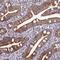 Mitochondrial Ribosomal Protein S12 antibody, NBP2-13620, Novus Biologicals, Immunohistochemistry frozen image 