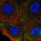 CD49D antibody, NBP2-68992, Novus Biologicals, Immunofluorescence image 