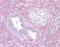 Neurofilament Heavy antibody, orb95723, Biorbyt, Immunohistochemistry paraffin image 