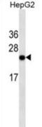 Glucagon antibody, abx025306, Abbexa, Western Blot image 