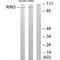 Ras And Rab Interactor 3 antibody, A07997, Boster Biological Technology, Western Blot image 