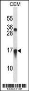 C-X-C Motif Chemokine Ligand 11 antibody, 58-013, ProSci, Western Blot image 