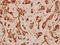 BCL2 Like 1 antibody, A00181S43, Boster Biological Technology, Immunohistochemistry frozen image 