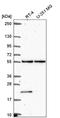 RNA Polymerase III Subunit D antibody, NBP2-56240, Novus Biologicals, Western Blot image 