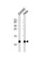 NDUFA4 Mitochondrial Complex Associated antibody, abx034949, Abbexa, Western Blot image 