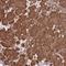 Natriuretic Peptide Receptor 2 antibody, NBP1-82537, Novus Biologicals, Immunohistochemistry frozen image 