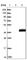 Sulfotransferase Family 4A Member 1 antibody, HPA003129, Atlas Antibodies, Western Blot image 