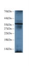 TNFRSF1A Associated Via Death Domain antibody, LS-C296688, Lifespan Biosciences, Western Blot image 