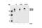 Platelet Derived Growth Factor Receptor Beta antibody, 3161L, Cell Signaling Technology, Western Blot image 