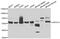 Heat Shock Protein Family A (Hsp70) Member 14 antibody, PA5-77137, Invitrogen Antibodies, Western Blot image 