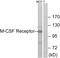 Colony Stimulating Factor 1 Receptor antibody, LS-C117756, Lifespan Biosciences, Western Blot image 