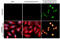 Eukaryotic Translation Initiation Factor 2 Alpha Kinase 2 antibody, GTX636912, GeneTex, Immunofluorescence image 