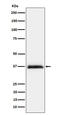 Repulsive Guidance Molecule BMP Co-Receptor A antibody, M04984-2, Boster Biological Technology, Western Blot image 