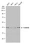 Mitochondrial import receptor subunit TOM40 homolog antibody, PA5-78325, Invitrogen Antibodies, Western Blot image 