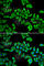 DEAD-Box Helicase 20 antibody, A5817, ABclonal Technology, Immunofluorescence image 