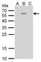 Dengue virus antibody, GTX629116, GeneTex, Western Blot image 