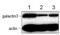 Galectin 3 antibody, ab2785, Abcam, Western Blot image 