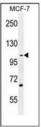 Growth Arrest Specific 2 Like 2 antibody, AP51783PU-N, Origene, Western Blot image 