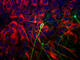 Tubulin Beta 3 Class III antibody, TUJ, Aves Labs, Immunocytochemistry image 