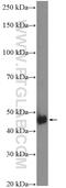 Nudix Hydrolase 12 antibody, 17487-1-AP, Proteintech Group, Western Blot image 