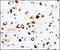 Glutamate Ionotropic Receptor NMDA Type Subunit 2A antibody, 251879, Abbiotec, Immunohistochemistry paraffin image 