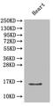 C-X-C Motif Chemokine Ligand 5 antibody, A54093-100, Epigentek, Western Blot image 