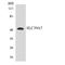 Solute Carrier Family 39 Member 7 antibody, LS-B14704, Lifespan Biosciences, Western Blot image 