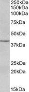 Paired Box 5 antibody, MBS421040, MyBioSource, Western Blot image 