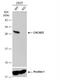 Coiled-Coil-Helix-Coiled-Coil-Helix Domain Containing 3 antibody, NBP2-21606, Novus Biologicals, Western Blot image 