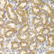 Bone Morphogenetic Protein 15 antibody, A01842-3, Boster Biological Technology, Immunohistochemistry paraffin image 