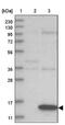 GABA Type A Receptor Associated Protein Like 2 antibody, NBP1-88883, Novus Biologicals, Western Blot image 