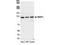 Microtubule Associated Serine/Threonine Kinase Like antibody, NBP1-22987, Novus Biologicals, Western Blot image 