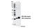 Core-Binding Factor Subunit Beta antibody, 12902S, Cell Signaling Technology, Western Blot image 