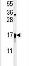 Glutaredoxin 5 antibody, PA5-24956, Invitrogen Antibodies, Western Blot image 