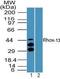 RP23-322E15.7 antibody, PA5-23371, Invitrogen Antibodies, Western Blot image 