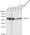 Proteasome 26S Subunit, Non-ATPase 13 antibody, 14-453, ProSci, Western Blot image 