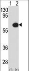 TGF-Beta Activated Kinase 1 (MAP3K7) Binding Protein 1 antibody, LS-C164001, Lifespan Biosciences, Western Blot image 