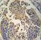 Receptor Interacting Serine/Threonine Kinase 3 antibody, LS-C97217, Lifespan Biosciences, Immunohistochemistry frozen image 