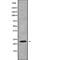 RAB13, Member RAS Oncogene Family antibody, abx218107, Abbexa, Western Blot image 