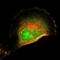 FERM domain-containing protein 8 antibody, NBP2-55142, Novus Biologicals, Immunocytochemistry image 