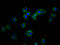 Ras Homolog Family Member U antibody, LS-C672574, Lifespan Biosciences, Immunofluorescence image 