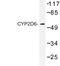 Cytochrome P450 Family 2 Subfamily D Member 6 antibody, LS-C177133, Lifespan Biosciences, Western Blot image 